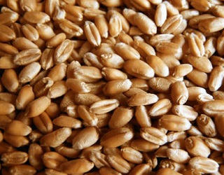 USDA збільшило прогнози експорту української пшениці